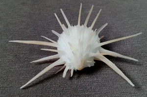 Spondylus imperialis 106 mm F+++ angelic white thorny collection WOW!!! - Picture 1 of 6