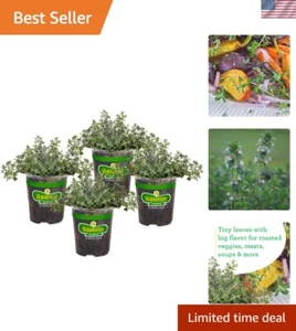 German Thyme Herb Plants 4 Pack Perennial Outdoor Aromatic Culinary - Picture 1 of 12
