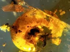 Burmese burmite Cretaceous rare big snail amber insect fossil Myanmar