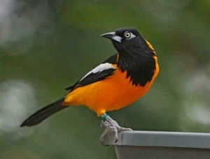 BALTIMORE ORIOLE BIRD GLOSSY POSTER PICTURE PHOTO PRINT icterid black song 4523 - Foto 1 di 1