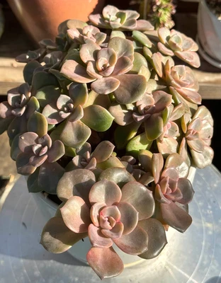 Planta viva suculenta importada rara decoración suculenta Echeveria señora Richard #F29 Foto 1 de 4