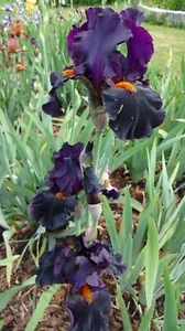 Schwertlilie "Draculas Kiss" - Eine nahezu schwarze Rarität !!! Iris Bartiris - Bild 1 von 3