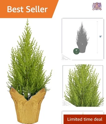 Ciprés limón vivo decoración interior exterior mesa 12 pulgadas Foto 1 de 4