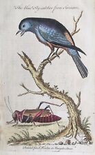 1754 Antique Print; The Blue Fly-Catcher from Surinam after George Edwards