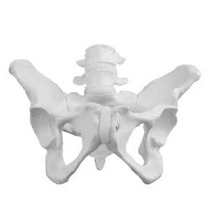 Vision Scientific VAP217 Pelvis femenina con 4ª y 5ª vértebras - Imagen 1 de 7