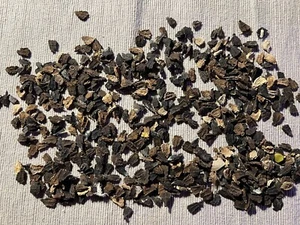 25 Inkagurkensamen schnellwachsender Sichtschutz mmunstärkende Früchte.einjährig - Bild 1 von 2