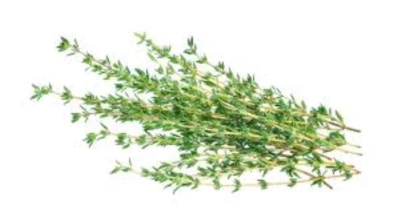 500 Graines de Thym Méthode BIO aromatique médicinale vivace légume potager