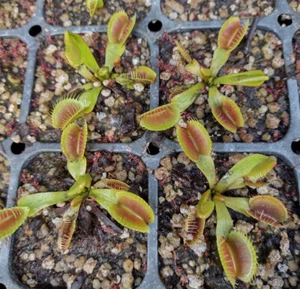 Dionaea Muscipula: Venus Flytrap - Picture 1 of 4