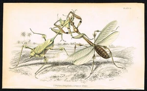 Empusa Grasshoppers Locusts in a Fight, Hand-Col. Antique Engraving Jardine 1844 - Bild 1 von 4