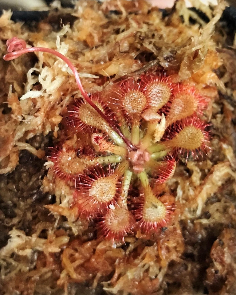 Semillas de Drosera capillaris "Ilha do Cardoso, Sao Paulo Brasil", planta rara de rocío solar Foto 1 de 1