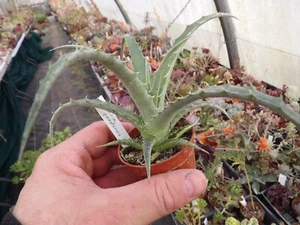 Hechtia perotensis big lovely succulent pot5cm wysiwyg - Imagen 1 de 4