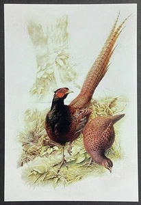 Vögel Kontinental Chrom Postkarte unbespielt - Bild 1 von 2