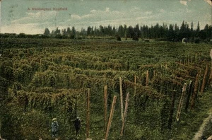 Washington WA Hopfield Agricultural Farming 1909 Postcard - Picture 1 of 2