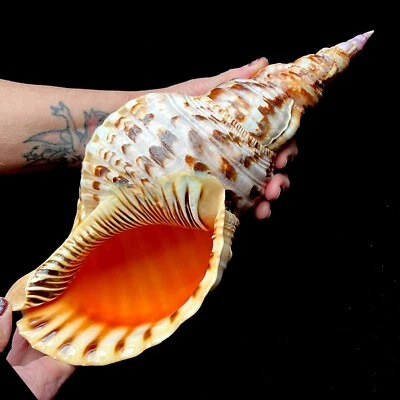 Extra Large Triton seashell Charonia Triton's trumpet 32 to 35 cm - Image 1 of 4