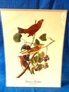 Audubon Summer Tanager Color Print 9x12 Loc B - Picture 1 of 5