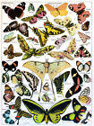 Butterflies Moths Scentific Framed Wall Art Print 18X24 In