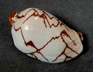 Cymbiola nobilis 80mm F+++/GEM ,nice ZIGZAG pattern collection WOW!!! - Picture 1 of 6