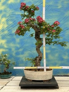 Joe Bonsai Jap. Rotdorn ohne Dornen Pauls Scarlett 25 Jahre Schale Japan Rotdorn - Imagen 1 de 11