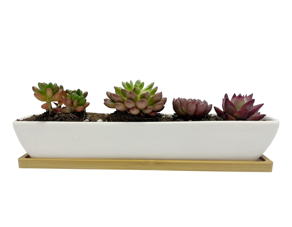 Sea Star Planters 11inch Long Rectangular Modern Minimalist White Ceramic Pot