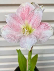 RARE HIPPEASTRUM AMARYLLIS 'CHERRY BLOSSOM' LARGE FLOWER BULBS PLANTS 28-14 - Foto 1 di 5