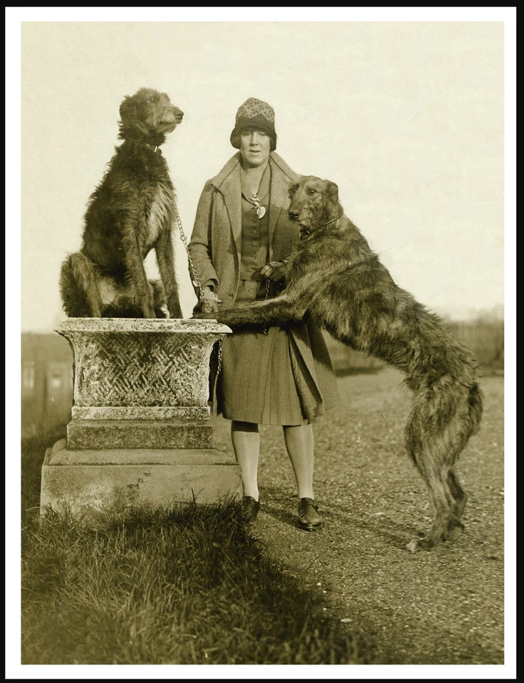 DEERHOUND DOGS AND LADY OWNER VINTAGE STYLE DOG PHOTO PRINT POSTER - Image 1 of 1