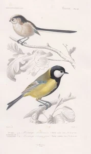 Kohlmeisen Aegithalos caudatus Vögel Vogel engraving Stahlstich Orbigny 1841 - Bild 1 von 1