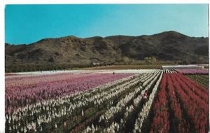 VTG Postcard - Japanese Flower Gardens - Phoenix, Arizona - Picture 1 of 2