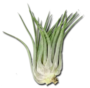 Tillandsia kolbii XL - Bild 1 von 4