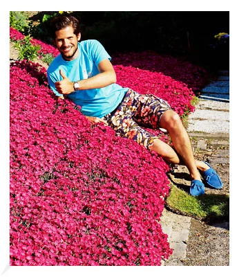 Bodendecker-Nelke "Vivid®",3 Pflanzen - Bild 1 von 4