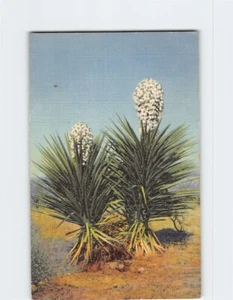 AK Spanische Dolche - Bild 1 von 2