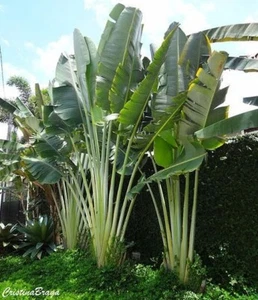 500 Semillas Ave del Paraiso Blanca (Strelitzia nicolai) Semillas Del Mundo - Foto 1 di 3
