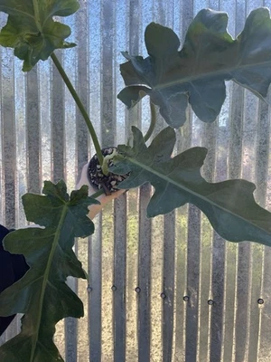 #3 Philodendron Variegated Bob Cee Aroid 4” Pot  Plant Monstera Houseplant - Image 1 of 4