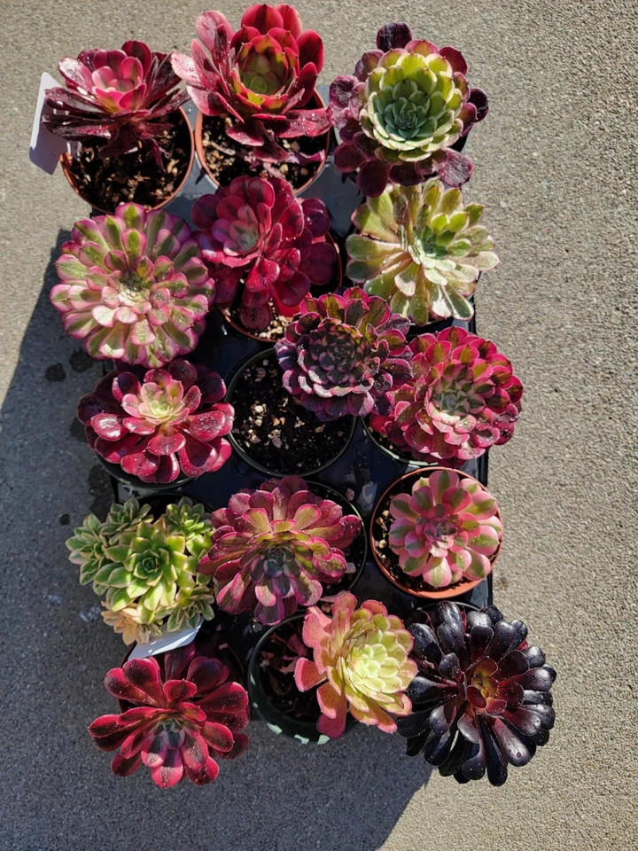 1 tray 15 pots 4inch mixed imported aeonium. - Image 1 of 4
