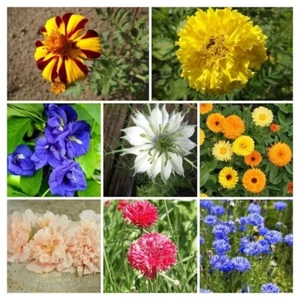 Edible flower package - 8 variety - 360+ seeds Clitoria Nigella Cornflower V 133 - Picture 1 of 1