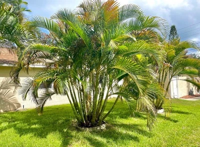 30 Seeds Areca Butterfly Golden Cane (Dypsis lutescens) Live Tropical Plants! - Image 1 of 4