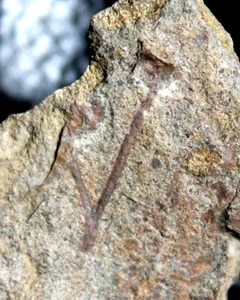 Cooksonia - Museum grade, big oldest fossil plant with sporangium - Picture 1 of 3