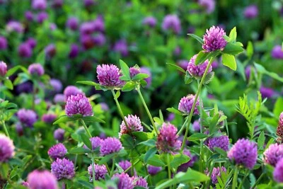 Medium Red Clover Seed - Whitetail Deer/Turkey/Wildlife Food Plots - 5 lb Bag