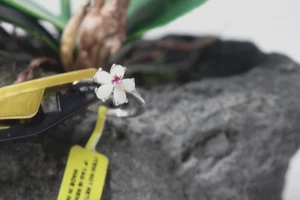 Anillo de ópalo australiano, anillo de rubí, talla 7 de platino sobre plata esterlina nuevo con etiquetas $190 - Imagen 1 de 7