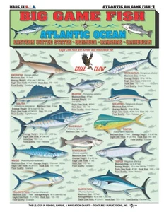 Atlantic Big Game Fish Identification #1 - Guía de referencia rápida - Imagen 1 de 2