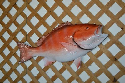 Red Snapper 32" Half Mount - Image 1 of 2