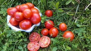 10 Tomatensamen Florida Kleiner Micro Zwerg Topf Balkon Terrasse Seeds m.bio - Bild 1 von 3