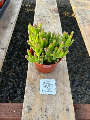 Live Crassula Ovata ‘Gollum’ Jade Plant - 4 Inch - Image 1 of 2