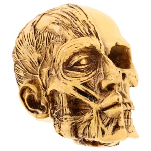 Cráneo Humano Modelo Anatómico Adulto Anatomía Humana Cabeza Esqueleto Modelo de Enseñanza # - Imagen 1 de 12