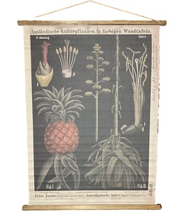 Reproducción carta botánica del original alemán Hermann Zippel y Carl Bollmann - Imagen 1 de 13