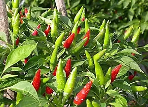 Semi di peperoncino piccante vietnamita Straerker cimelio non OGM SALSA SRIRACHA! - Foto 1 di 10