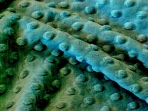COLCHA DE COSTURA DE PUNTO HOYUELO VERDE BOSQUE OSCURO MINKY CUDDLE TELA ARTESANAL POR Y PRECORTADOS - Imagen 1 de 3
