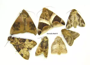 Unmounted Butterfly/SMALL MOTHS MIX 1 , Bolivia - Imagen 1 de 1