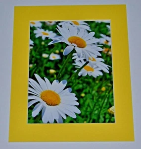 GREGORY HUGH LENG MATTIERTES FOTOGRAFIE PROOF SIGNIERT "Frühling Gänseblümchen" 5x7 RAR! - Bild 1 von 1