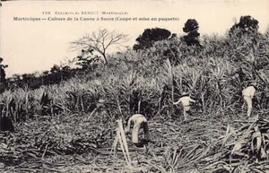 Martinique - Culture de la canne à sucre - La coupe et la mise en paquets - Ed. - Imagen 1 de 2