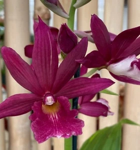 Phaiocalanthe Kryptonite 'Parkside' AM/AOS blooming size semi terrestrial orchid - Picture 1 of 6